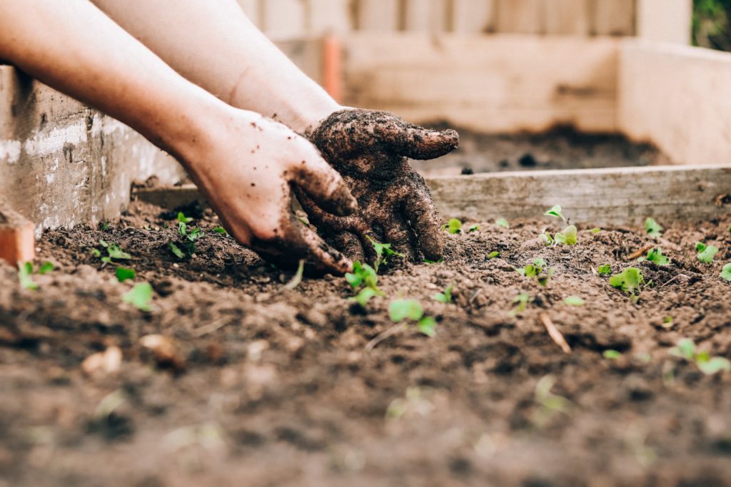 Muddy hands planting seeds